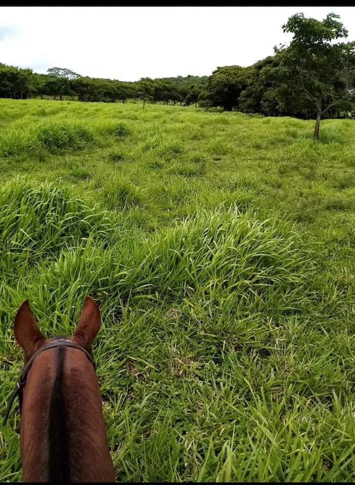 Finca Los Angeles: JUST REDUCED ! 281 Acre Farm with River, Lake, and Sunset views - photo 12
