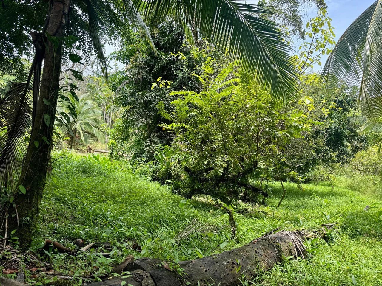 0.25 ACRES – Easy Access Flat Affordable Property In Escaleras With Public Road, Asada Water, Power, and Internet!!! - photo 3