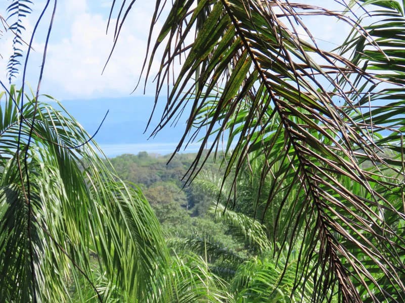 Palm Farm with Ocean View, Ideal for Ecotourism or Residential Development - photo 13