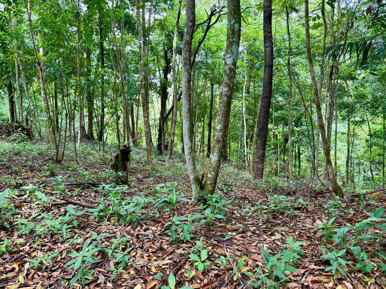 1.65 ACRES – Amazing Sunset Ocean View Property With Huge Building Area, Great Access, Perfect For a Hotel Or Estate!!! - photo 7