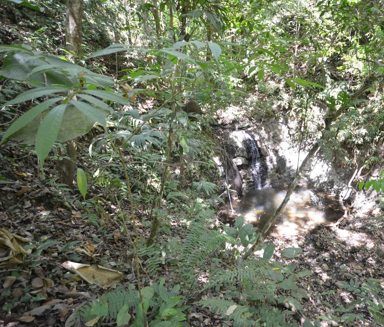 Finca Cobano. Santa Teresa: Near the Coast Agricultural Land For Sale in Santa Teresa - photo 4