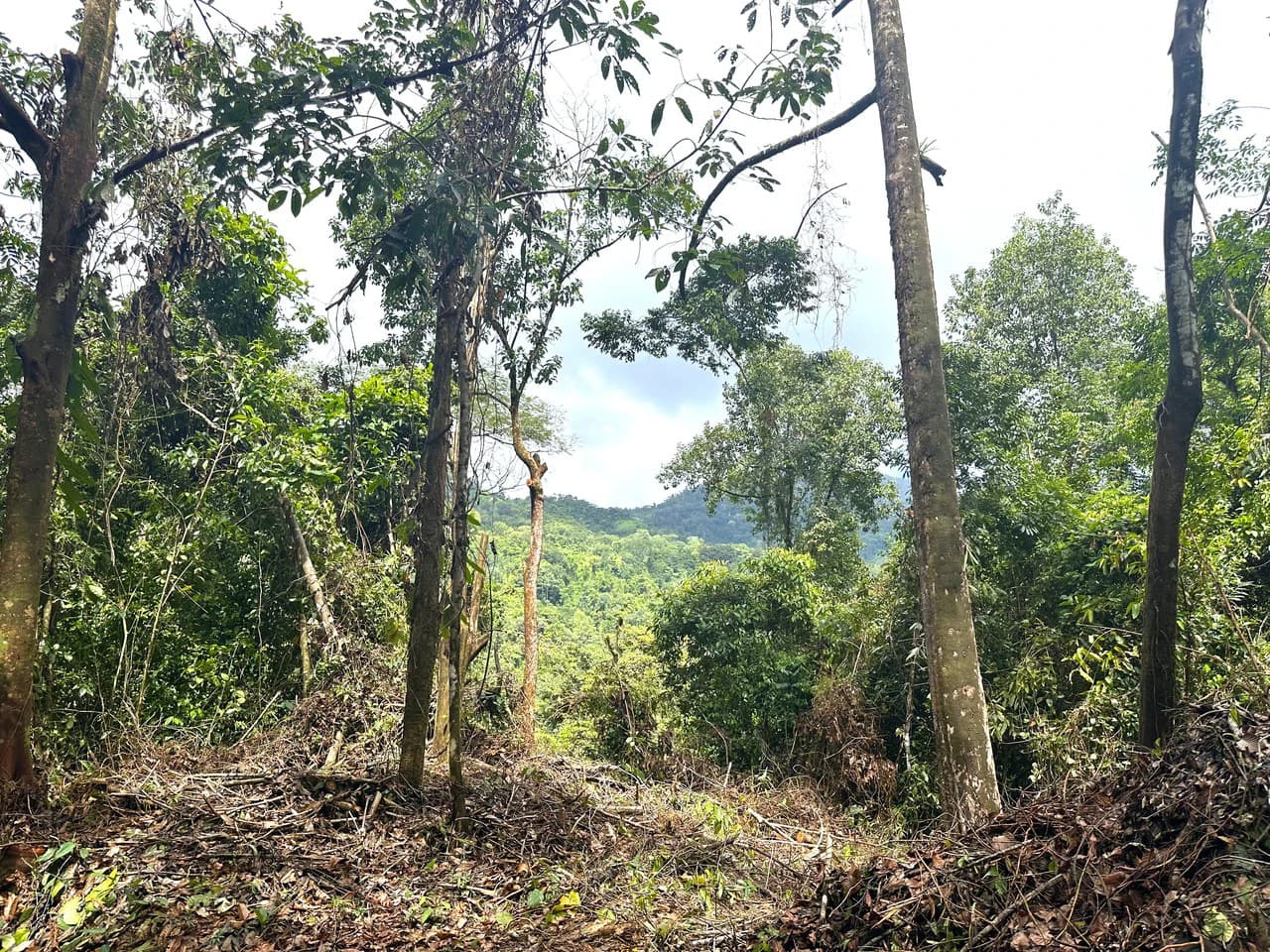 Mountain View Building Lot in Prestigious Gated Community With Private Waterfall & Two Building Sites: Mountain Home Construction Site For Sale in Portalon - photo 22