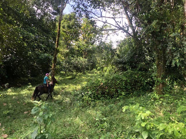 Hot and Cold Thermal Springs for Sale – Beautiful Property in Dos Ríos, Alajuela with Excellent Commercial Potential - photo 34