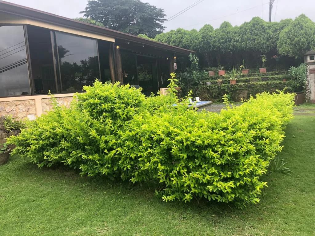 Beautiful Mountain Property for Sale in the Tourist Area of Miravalles, Currently Rented and Operating as a Restaurant – Excellent Investment Opportunity - photo 5