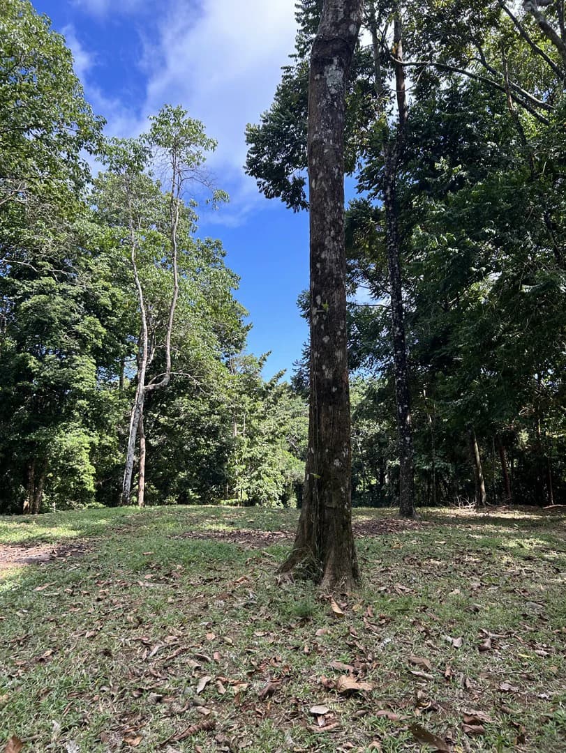 Cabo Matapalo: Jungle View Lot Priced To Sell! - photo 35
