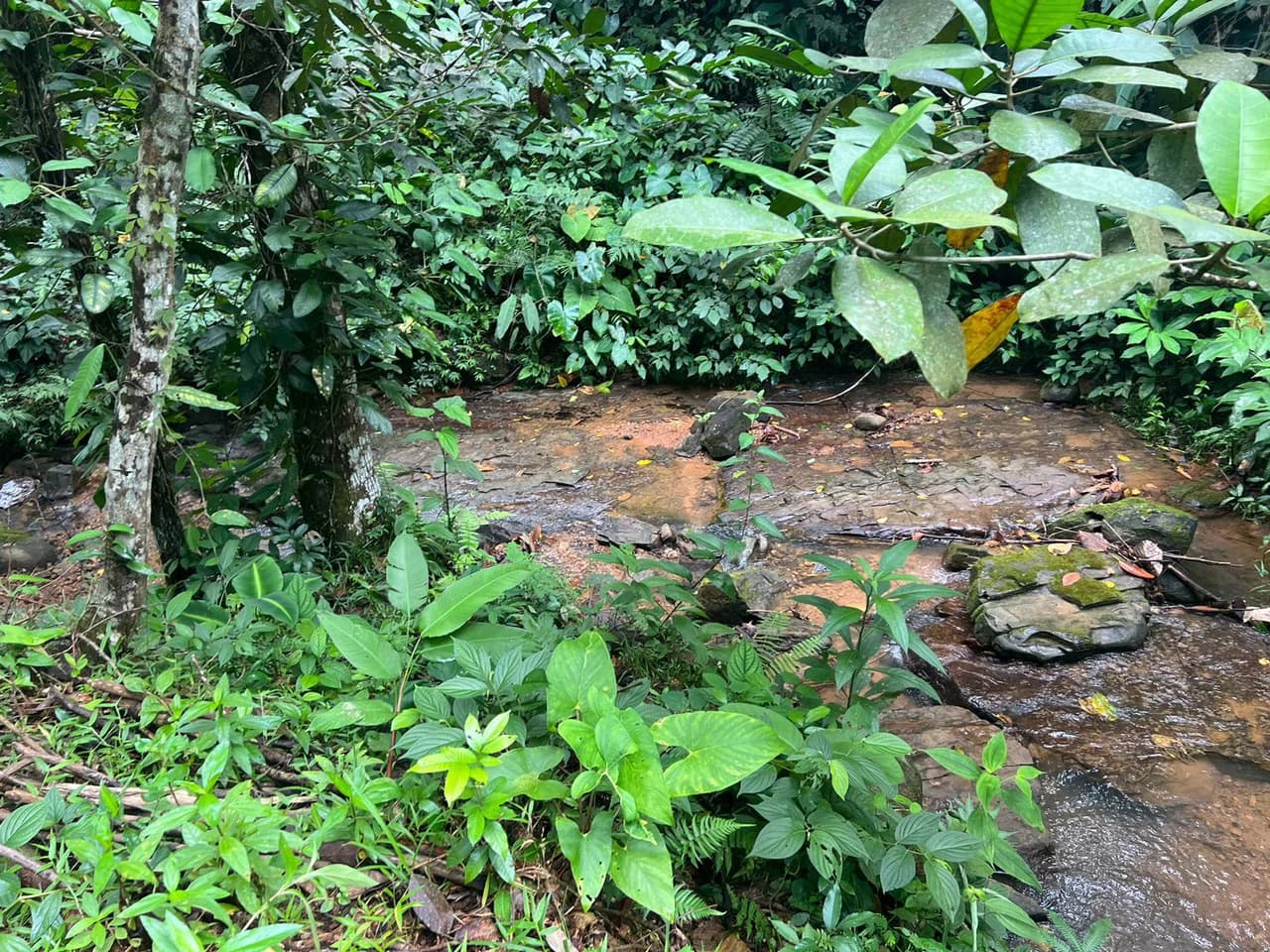 47 ACRES – Beautiful Mountain View Farm With Many Water Sources and Many Building Areas!!!! - photo 9
