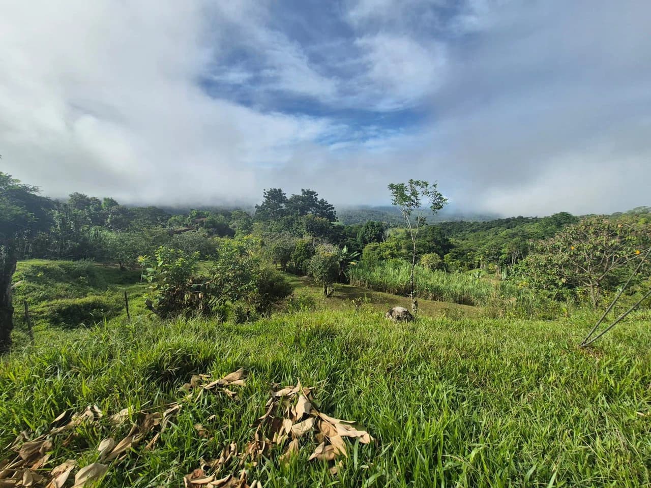 Propiedad en San Blas: Mountain Agricultural Land For Sale in La Linda General Viejo - photo 6