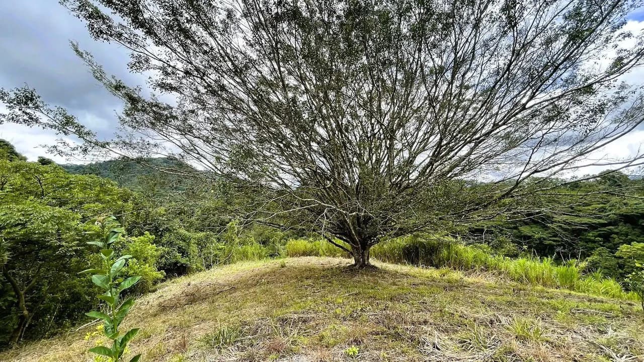 LAND FOR SALE IN SAN MIGUEL, NARANJO - photo 9