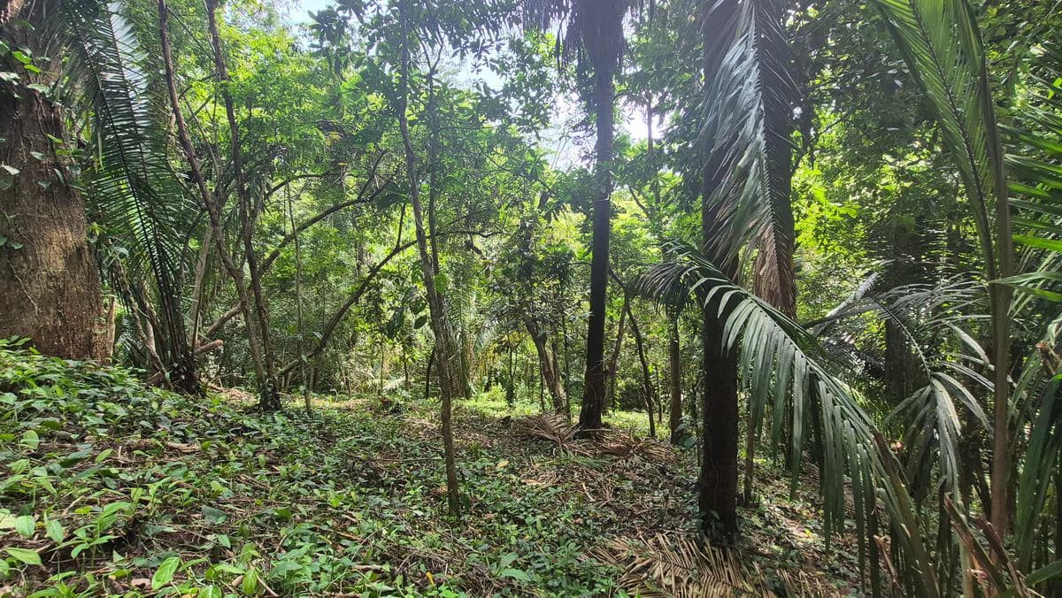 Lote el Bosquecito: 5,000 m² Wooded Lot in Samara Wood - photo 5