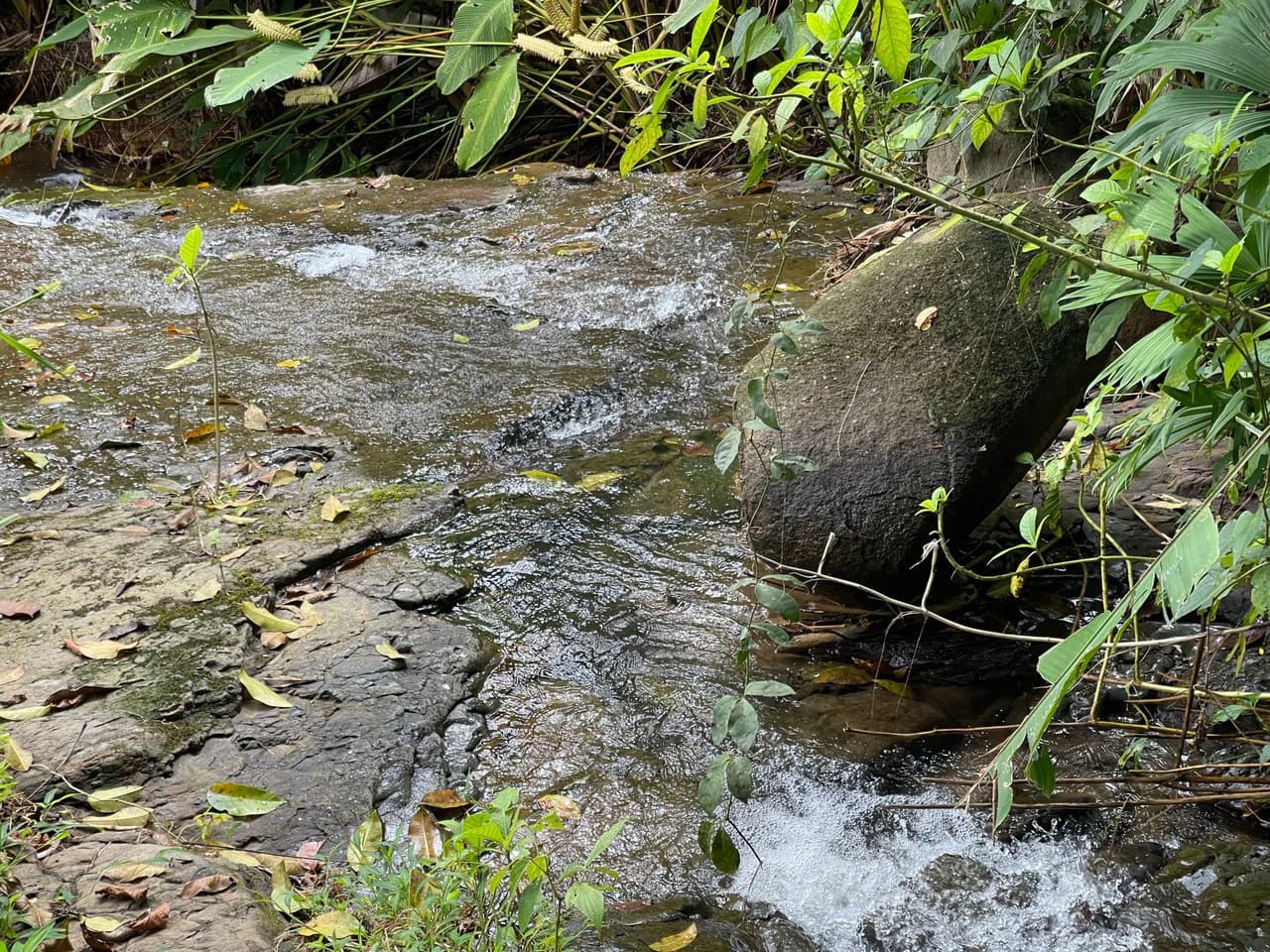 Just Over 3 Acres Riverfront Land in Platanillo Above Dominical - photo 4