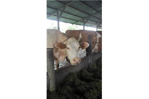 COCOA AND DAIRY FARM IN PRODUCTION AND GROWING: COCOA FARM IN PRODUCTION AND GROWING - photo 6