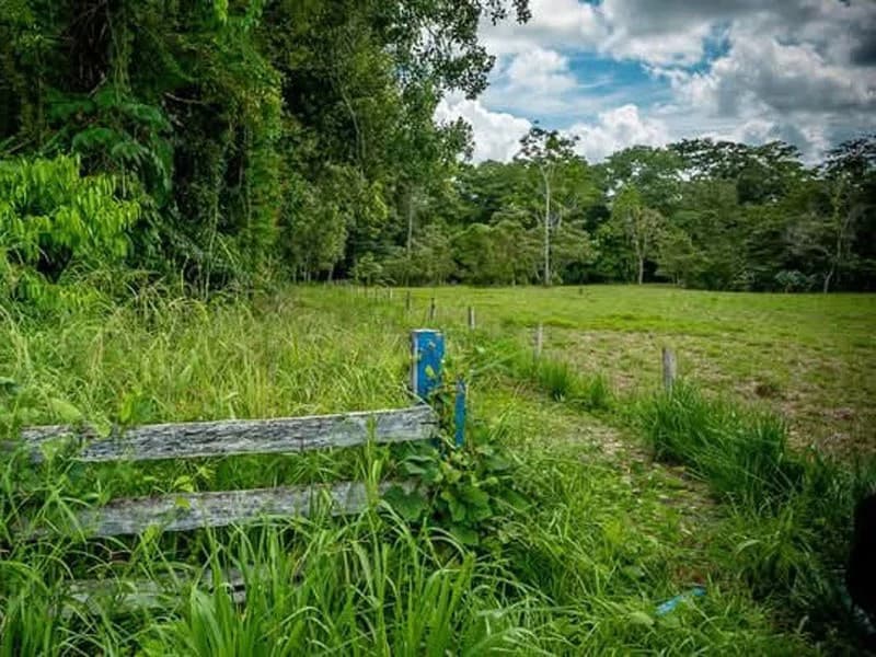 0.25 Acres Lots For Sale in La Amapola, Puerto Jimenez on Highway-245 - photo 6