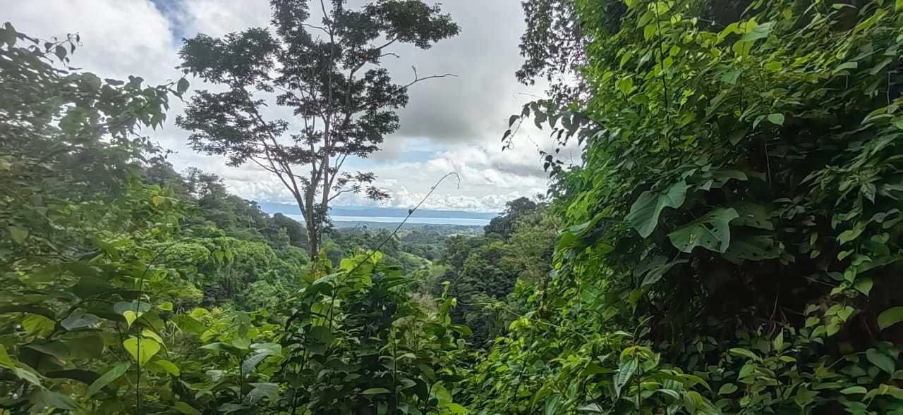 173-Acres of Nature Reserve with Spectacular Primary Forest & Golfo Dulce Views - photo 3