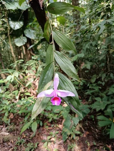 173-Acres of Nature Reserve with Spectacular Primary Forest & Golfo Dulce Views - photo 8