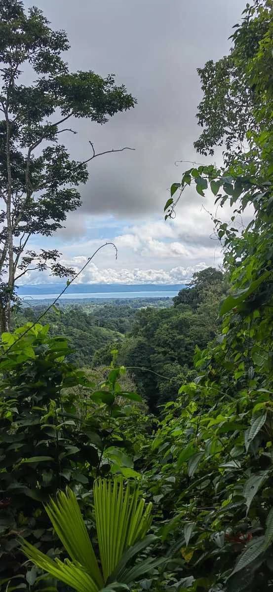 173-Acres of Nature Reserve with Spectacular Primary Forest & Golfo Dulce Views - photo 19