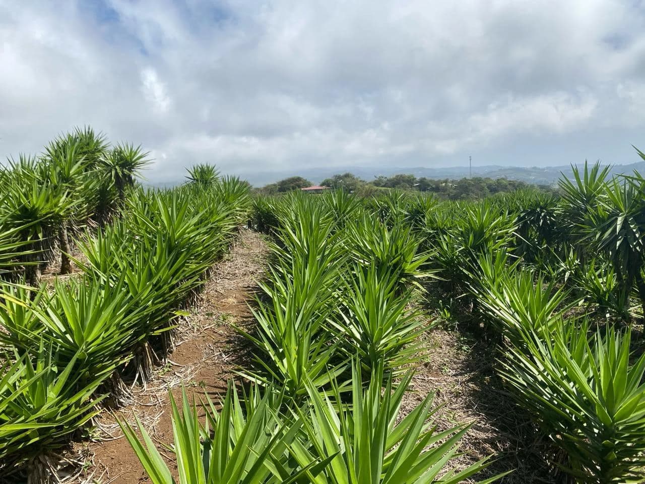 Farm with Exceptional Potential for Sale in San Ramón, Alajuela - photo 2
