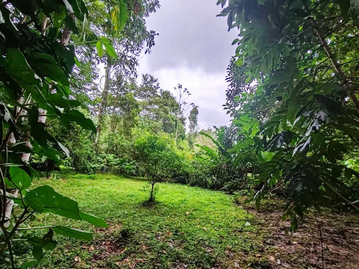 ID 651: Titled Building Lot near Punta Uva Beach: 5875 sqm with Creek - photo 2