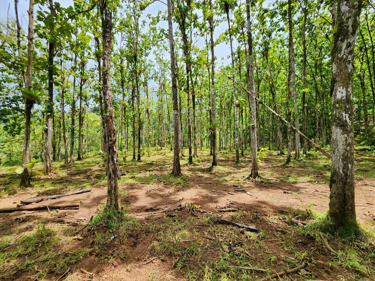 PRIME PARRITA FARM FOR SALE - photo 44