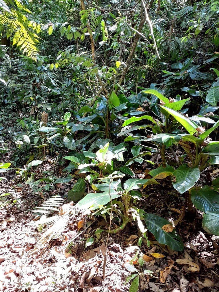SECLUDED PARADISE WITH STUNNING VIEWS, WATERFALLS & ABUNDANT WILDLIFE - photo 42