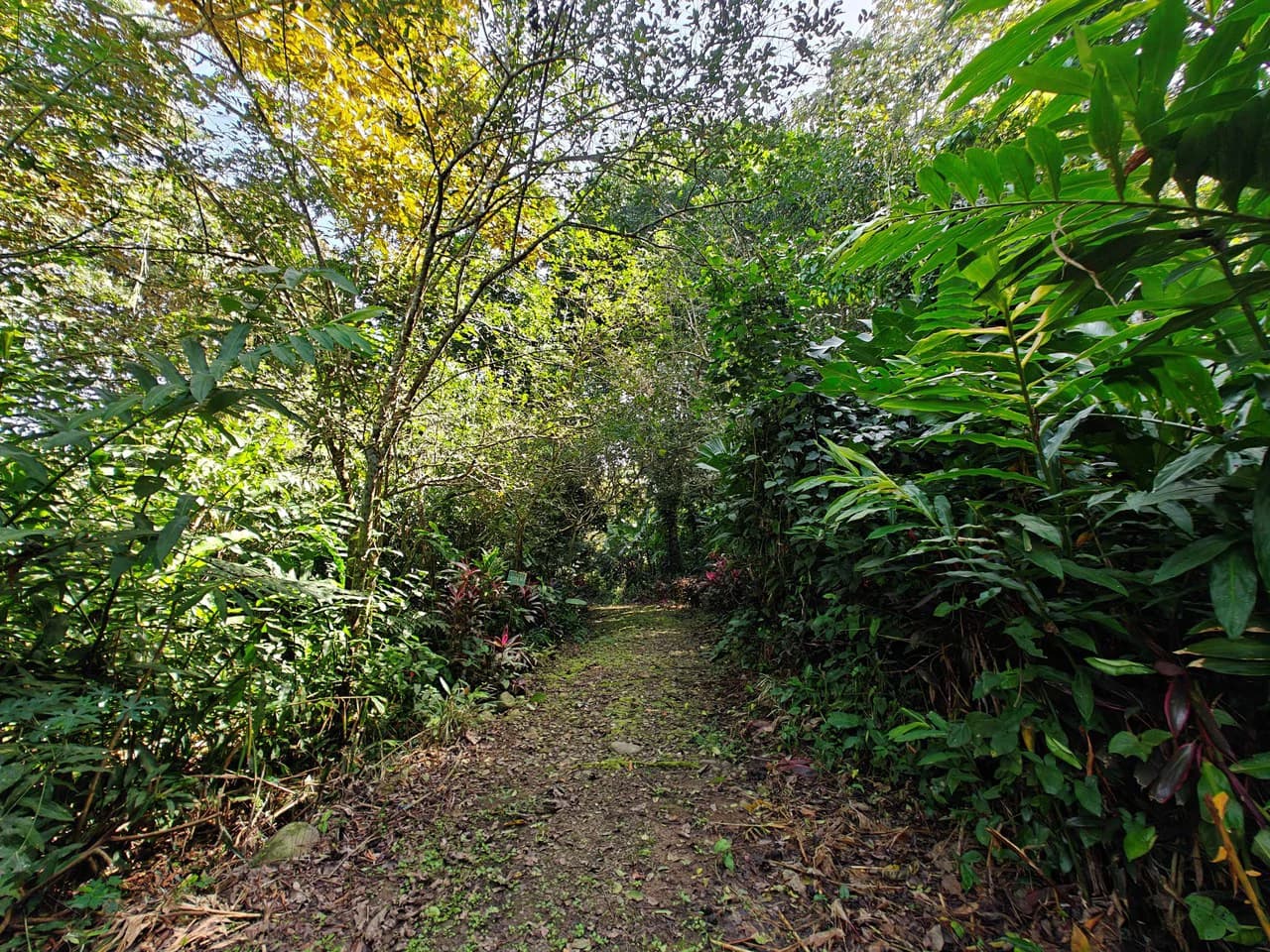 61,618m² of Land near Cahuita: With Existing Infrastructure and Ocean View - photo 7