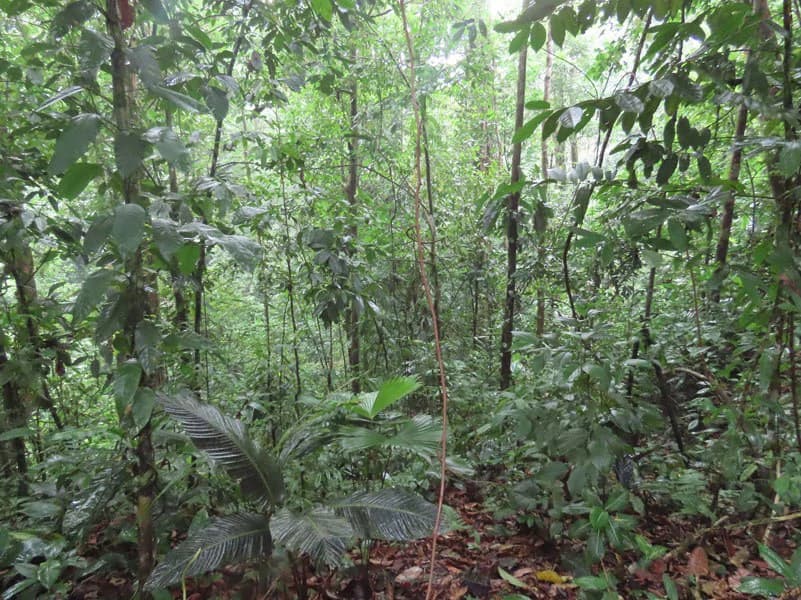34-Acres of Forest For Sale in Riyito de Puerto Jimenez - photo 26
