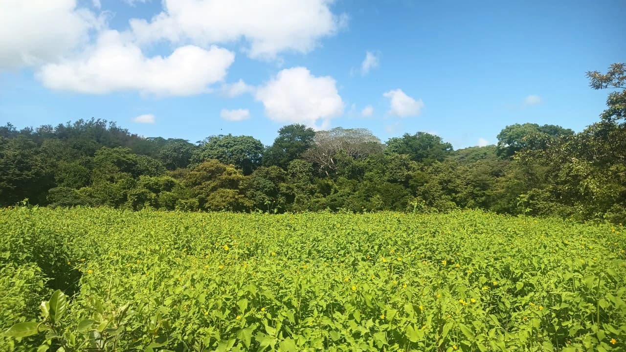 Riverfront, Mountain and Countryside Agricultural Land For Sale in Cañas Dulces - photo 6