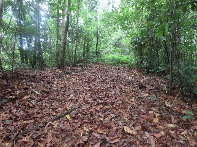 34-Acres of Forest For Sale in Riyito de Puerto Jimenez - photo 16