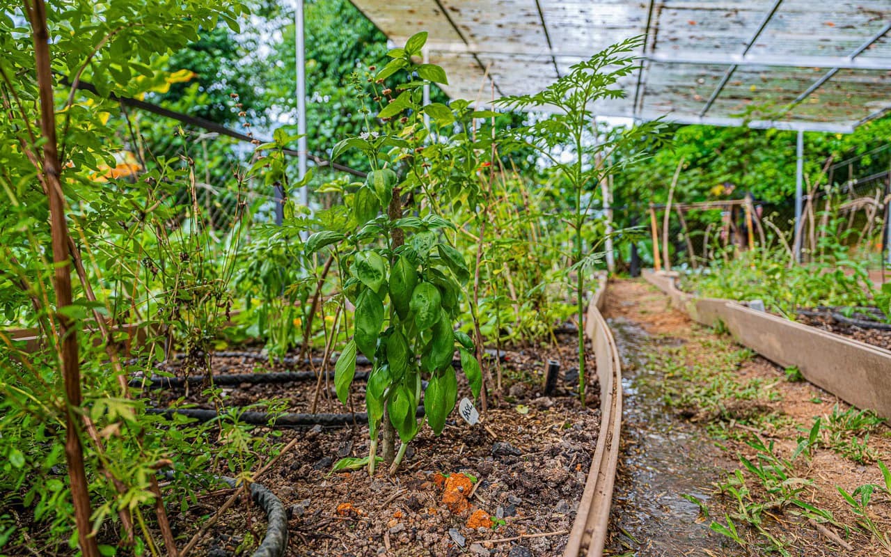 Off Grid Riverfront Micro Regenerative Organic Homestead Tinamastes - photo 89