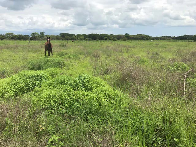 Property close to Liberia and Discovery Park - photo 7