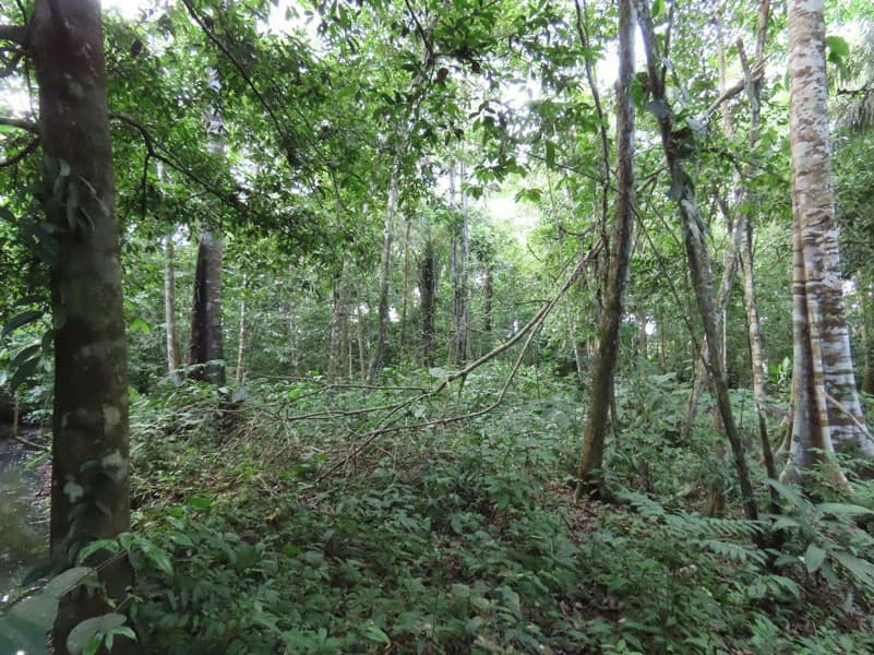 0.25 Acres Lots For Sale in La Amapola, Puerto Jimenez on Highway-245 - photo 8