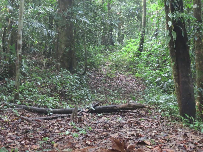 34-Acres of Forest For Sale in Riyito de Puerto Jimenez - photo 8