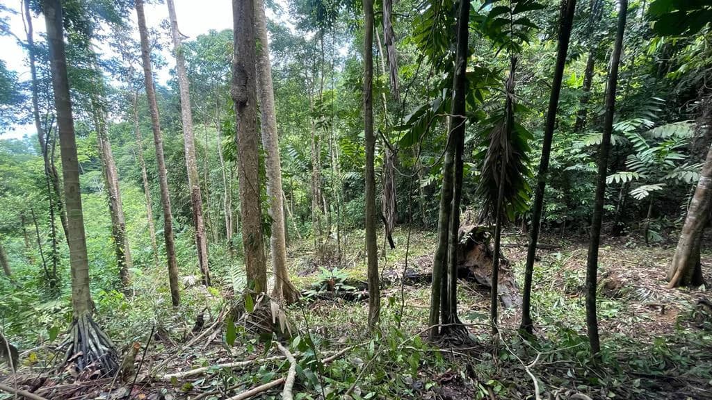 Eduardo Lee 17 Acres: Mountain Agricultural Land For Sale in Bejuco - photo 8