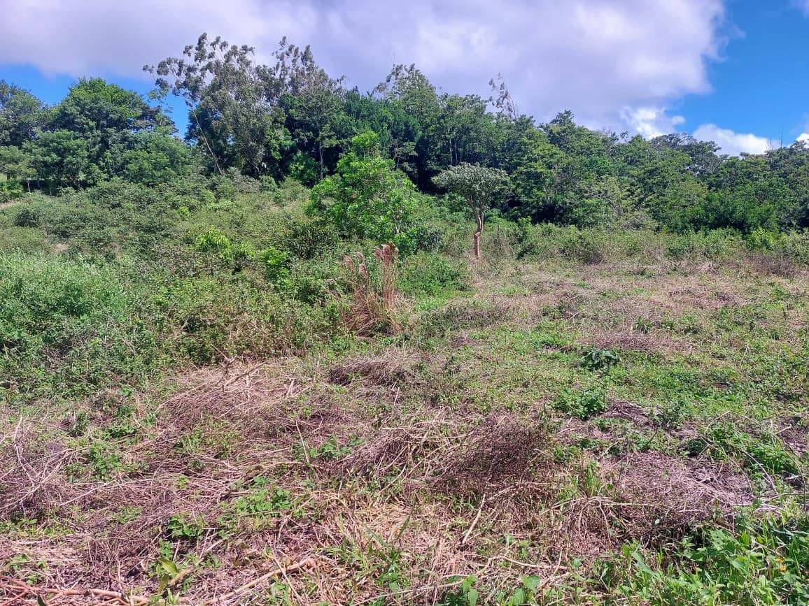 FINCA LA TEJONA - photo 11