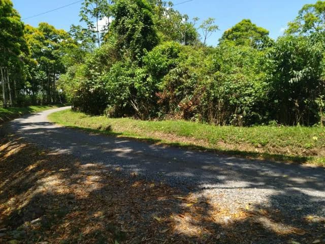 Cacao farm for sale, close to the Jungle Mountains of Bijagua, with river frontage in a beautiful valley and soft rolling hills