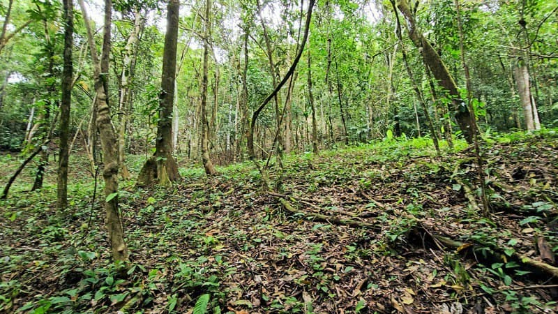 Finca Makambu: Countryside, Mountain, Near the Coast and Riverfront Property For Sale in Barú - photo 23