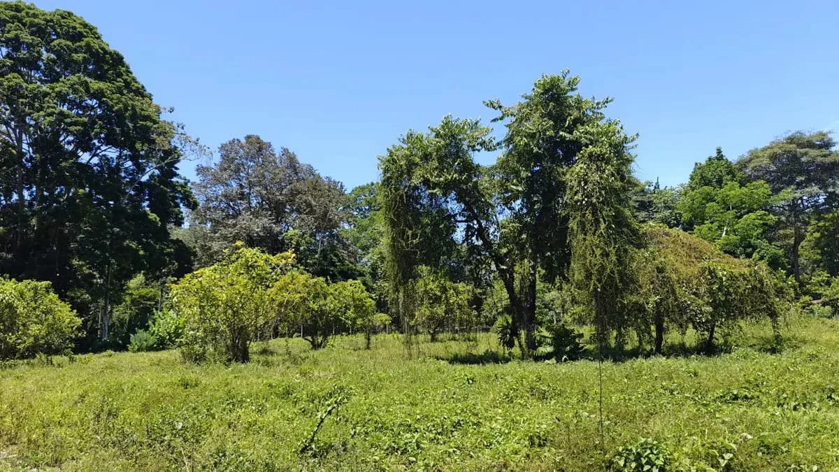 ID 924: El Cortijo: El Cortijo - Residential Lots for Sale in Hone Creek Near Puerto Viejo - photo 7