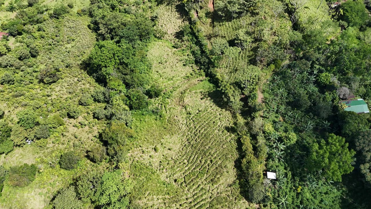 FINCA EN MIRAFLORES: Mountain Agricultural Land For Sale in El General - photo 8