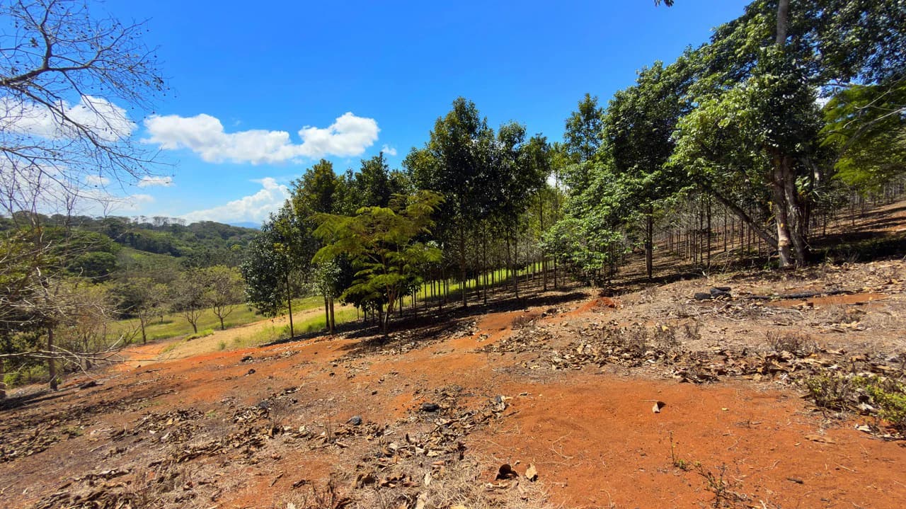 Agricultural Land For Sale in Daniel Flores - photo 4