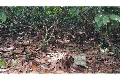 COCOA AND DAIRY FARM IN PRODUCTION AND GROWING: COCOA FARM IN PRODUCTION AND GROWING - photo 9