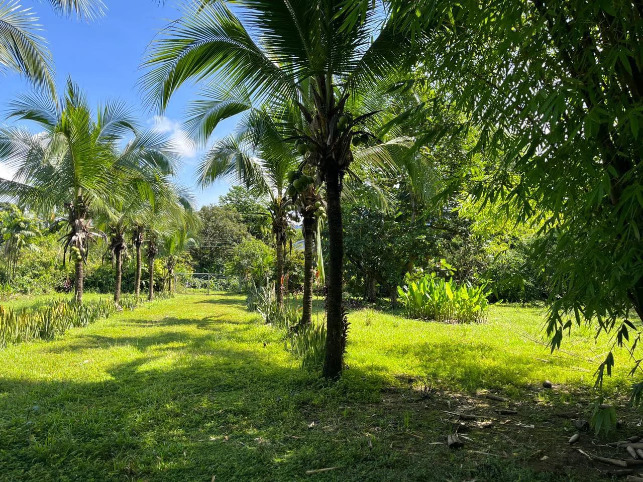 Perla Tropical Rio Seco: Great Opportunity for Sale with reduced price - photo 22