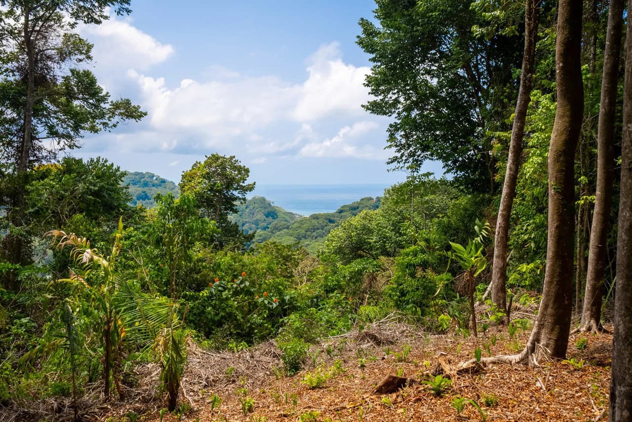 Rare 86-Acre Ocean View Estate Bordering Hacienda Barú – A Unique Opportunity for Conservation and Development - photo 41