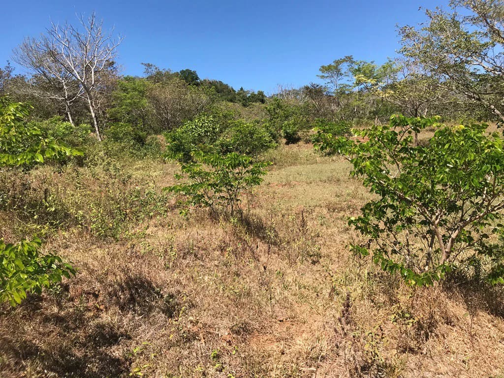 Ocean view farm for sale in the mountains of San Juanillo - photo 11