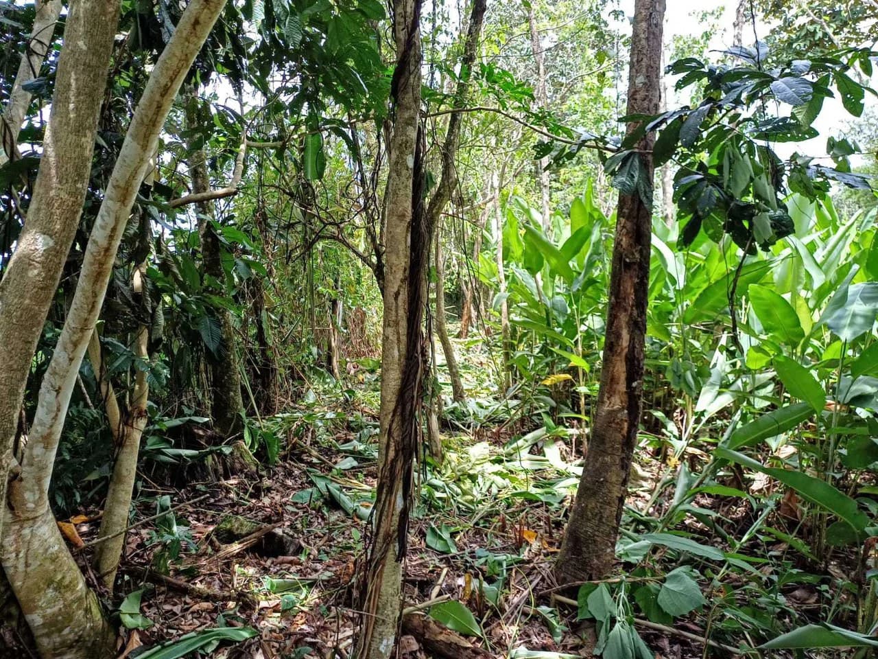 Natura Amapola Reserve, Puerto Jimenez - photo 11