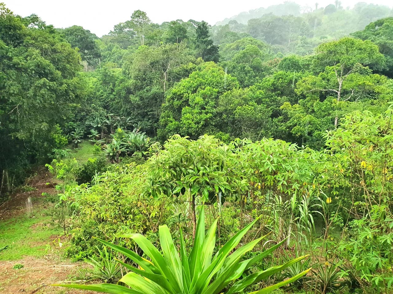 Land in Bijagual with a river crossing the property! - photo 8