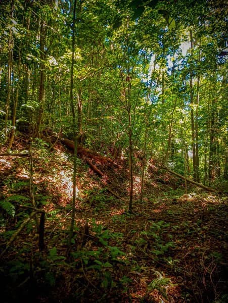 Ocean View & Primary forest 55-ha Rincon de Osa - photo 20