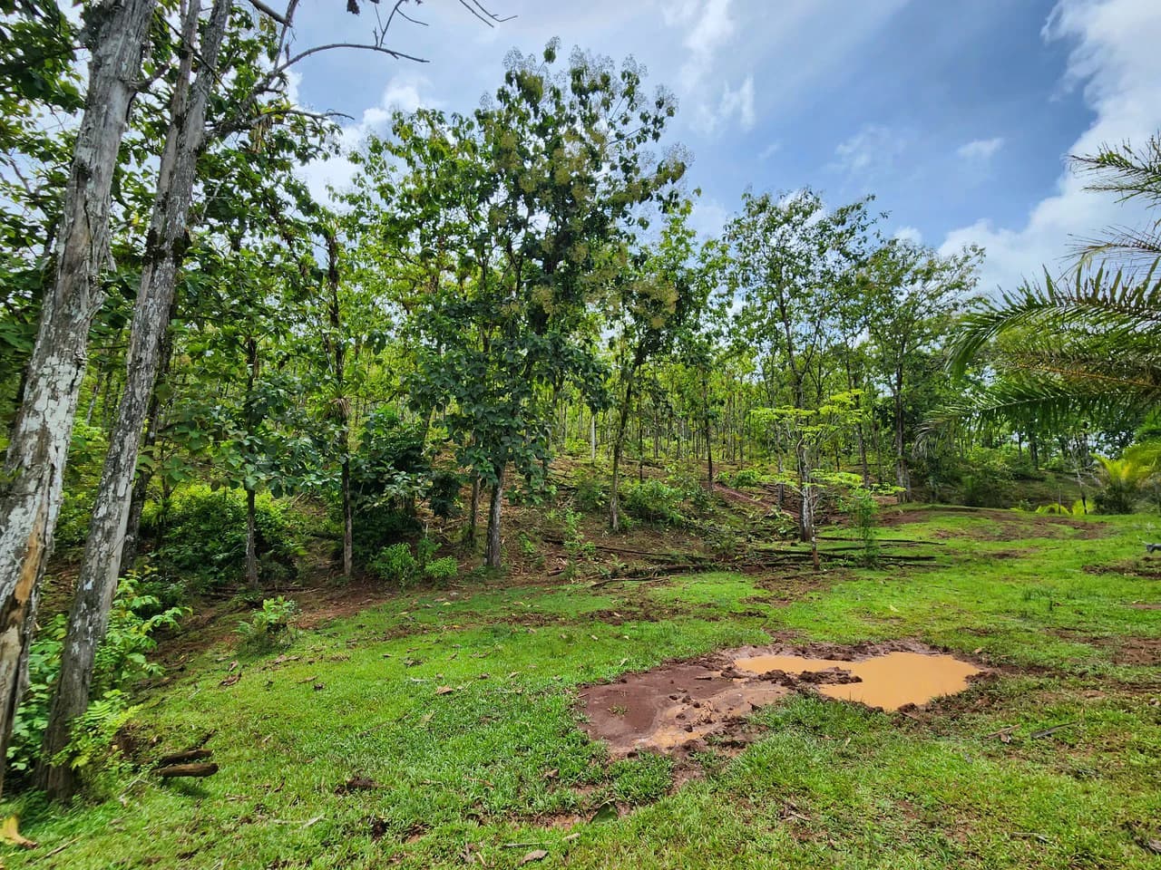 PRIME PARRITA FARM FOR SALE - photo 29