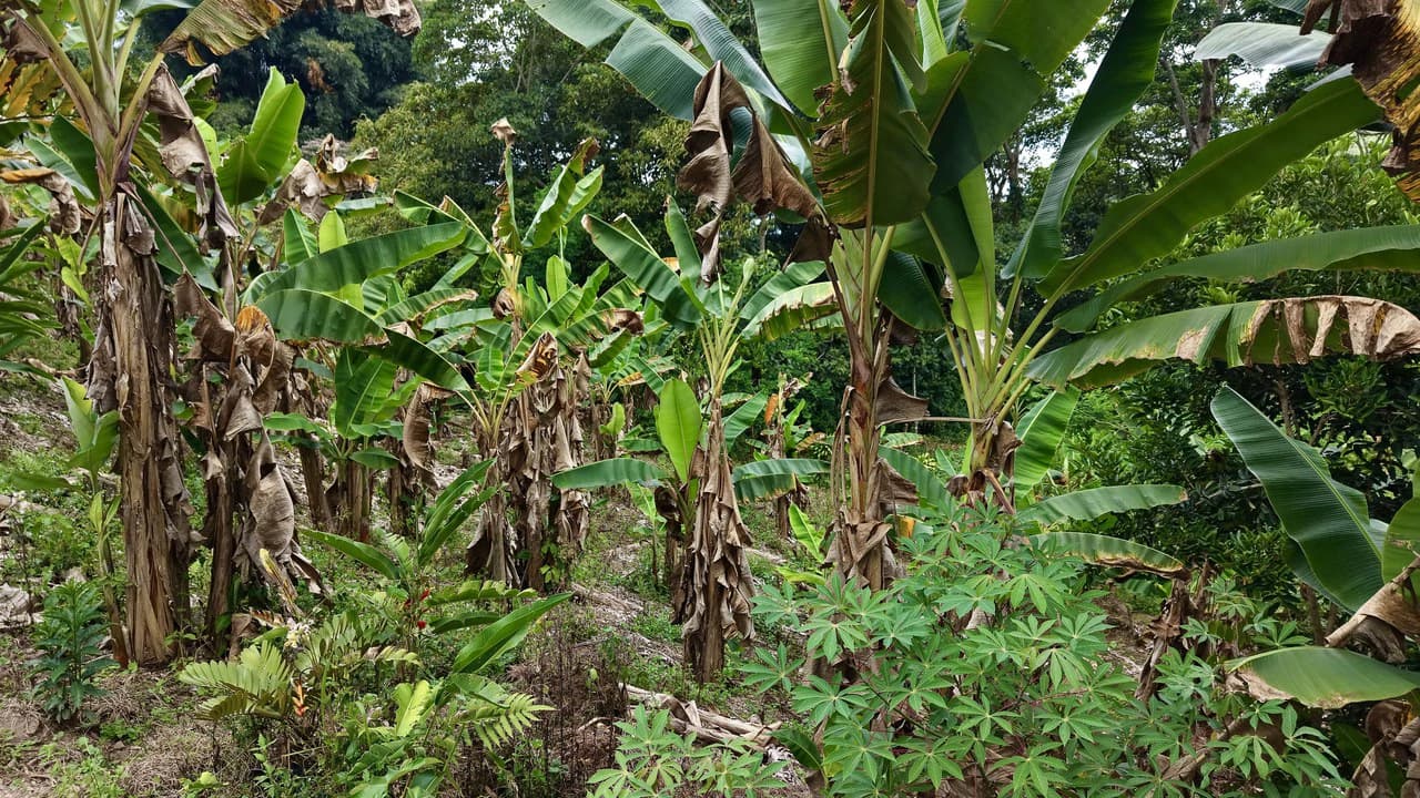 Countryside Home Construction Site For Sale in San Isidro del General - photo 12