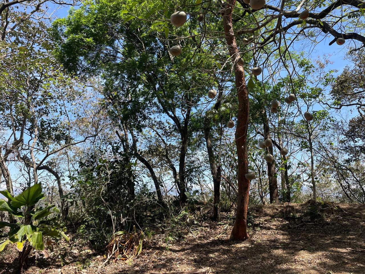Ocean view property for sale Rodeo Ciudad Colon San Jose Costa Rica - photo 10