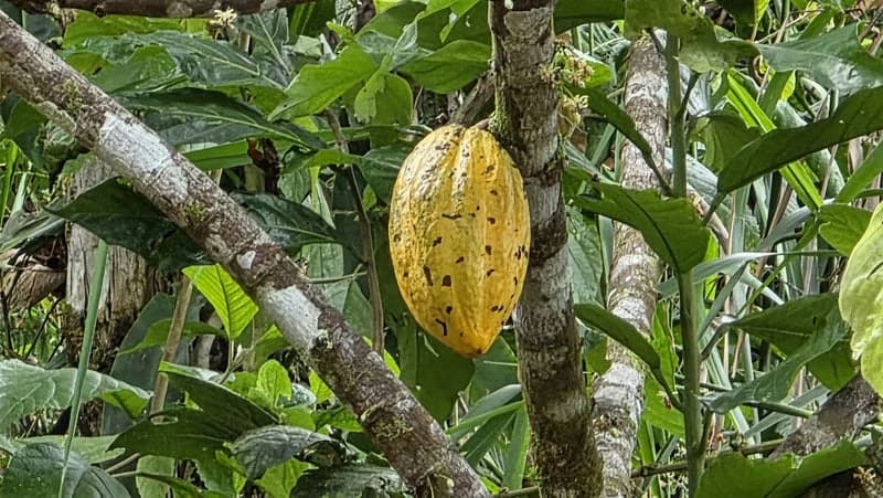 116-Hectare Finca for Sale Near Uvita with Whales Tail Views and 10 Waterfalls | La Faralla, Bahia Ballena, Uvita, Puntarenas, Costa Rica - photo 70