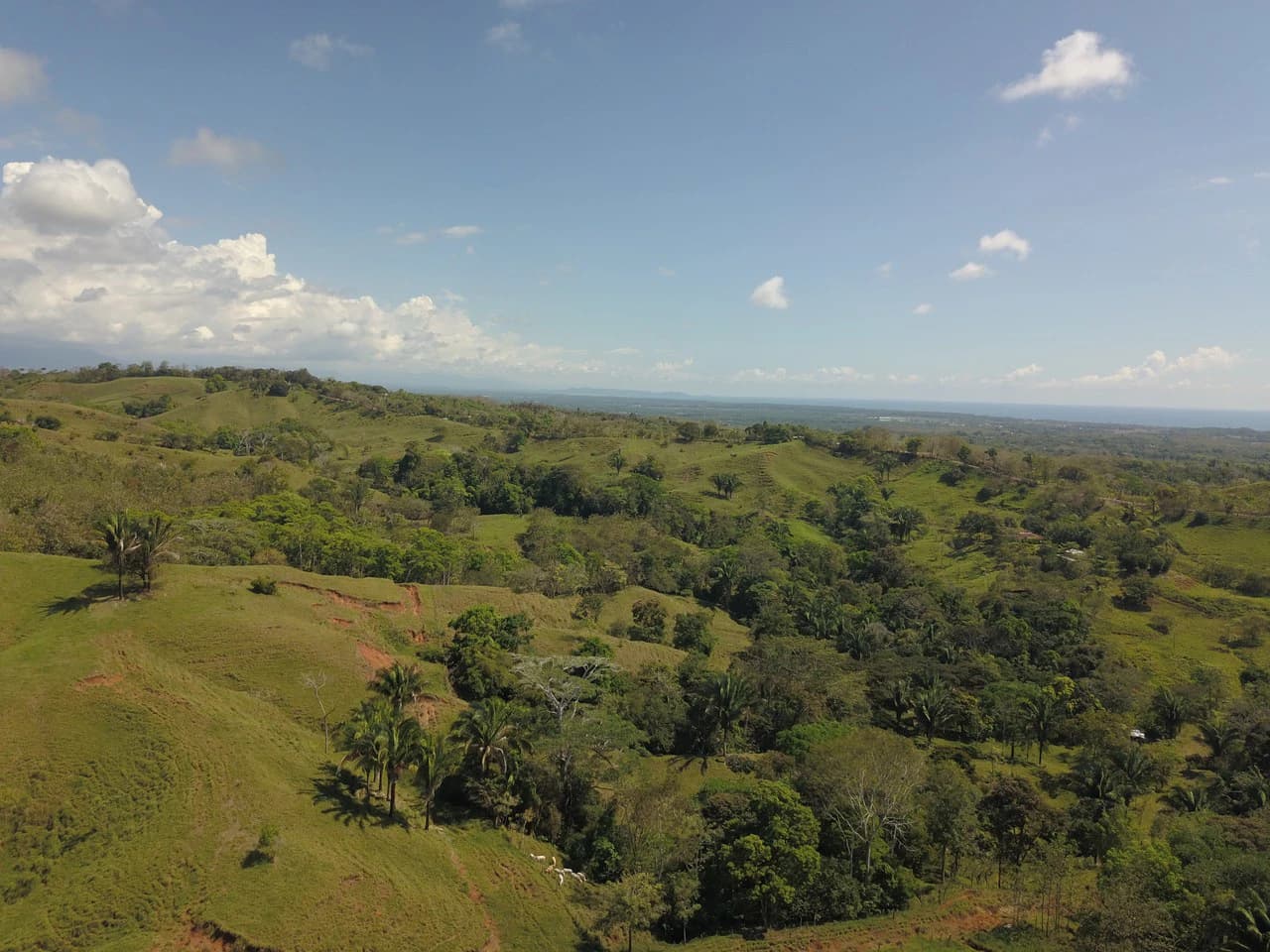 Finca Guapinol de Parrita: Near the Coast, Mountain and Countryside Agricultural Land For Sale in Parrita - photo 5
